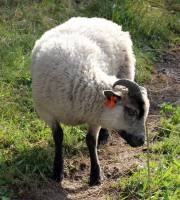/album/fotogalerie-shetlandske-ovce/farma-beskydy-foto-cieslar-3498-jpg1/